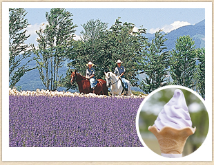 牧歌の里（ラベンダー）