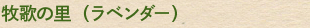 牧歌の里（ラベンダー）