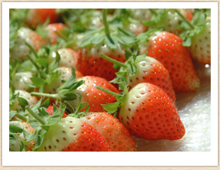 ひるがの産のいちご