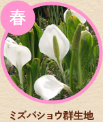 春／ミズバショウ群生地