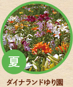 夏／ダイナランドゆり園
