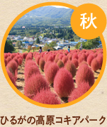 秋／ひるがの高原コキアパーク