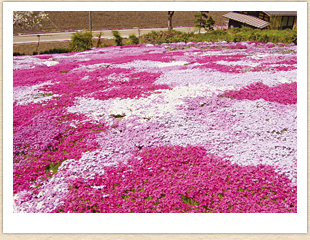 國田家の芝桜