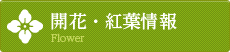 開花情報