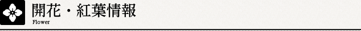 開花情報