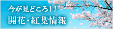 開花・紅葉情報