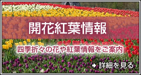 開花紅葉情報